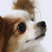 蝴蝶犬眼睛