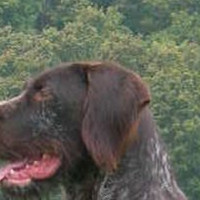 德国硬毛指示犬耳朵