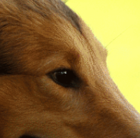 苏牧犬眼睛