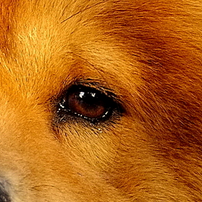 松狮犬眼睛