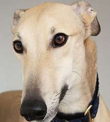 格力犬眼睛