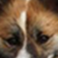 冰岛牧羊犬眼睛