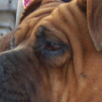 土佐犬眼睛