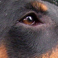 杜宾犬眼睛