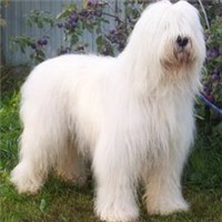 南俄罗斯牧羊犬毛发