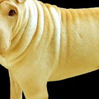 沙皮犬毛发