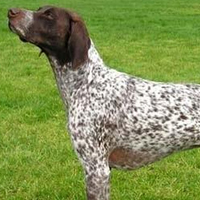 英国指示犬毛发