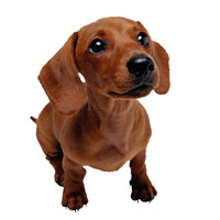 腊肠犬毛发