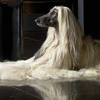 阿富汗猎犬毛发