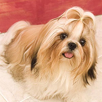 西施犬毛发