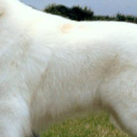 大白熊犬毛发