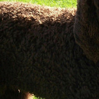 爱尔兰水犬毛发