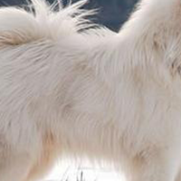 爱斯基摩犬毛发