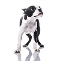 波士顿斗牛犬毛发