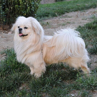 西藏猎犬毛发