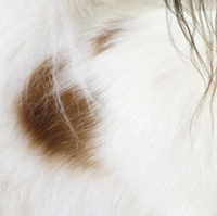 蝴蝶犬毛发