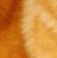 松狮犬毛发
