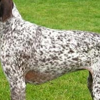 德国短毛指示犬毛发