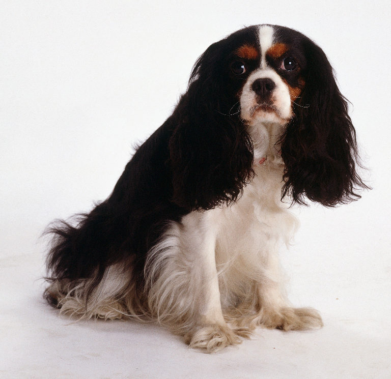 查理王骑士猎犬毛发