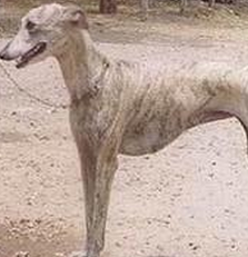 格力犬毛发