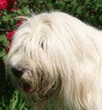 南俄罗斯牧羊犬头部