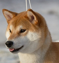 柴犬头部
