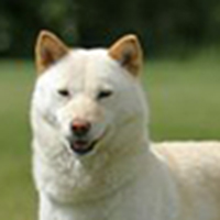 北海道犬头部