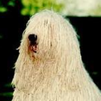 可蒙犬头部