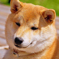 秋田犬头部