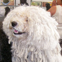 波利犬头部