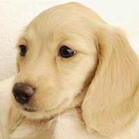 腊肠犬头部