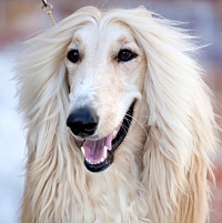 阿富汗猎犬头部