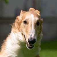 苏俄猎狼犬头部