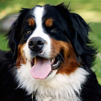 伯恩山犬头部