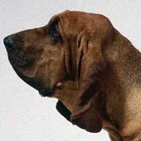 寻血猎犬头部