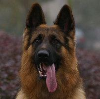 德国牧羊犬头部