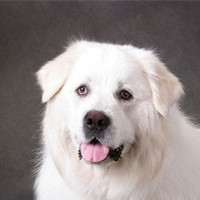 大白熊犬头部