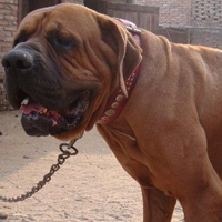 土佐犬毛发