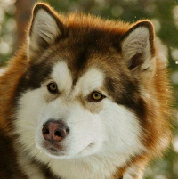 阿拉斯加雪撬犬头部