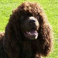 爱尔兰水犬头部