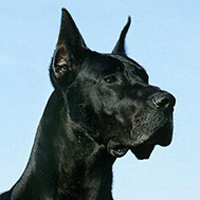 大丹犬头部
