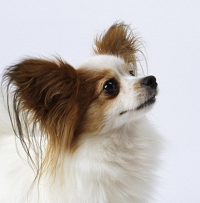 蝴蝶犬头部