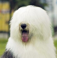 古代英国牧羊犬头部