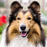 苏牧犬头部