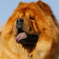 松狮犬头部