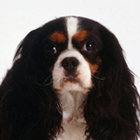查理王骑士猎犬头部