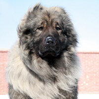 高加索牧羊犬头部