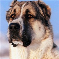 中亚牧羊犬头部