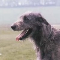 德国硬毛指示犬头部