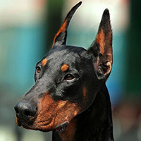 杜宾犬头部